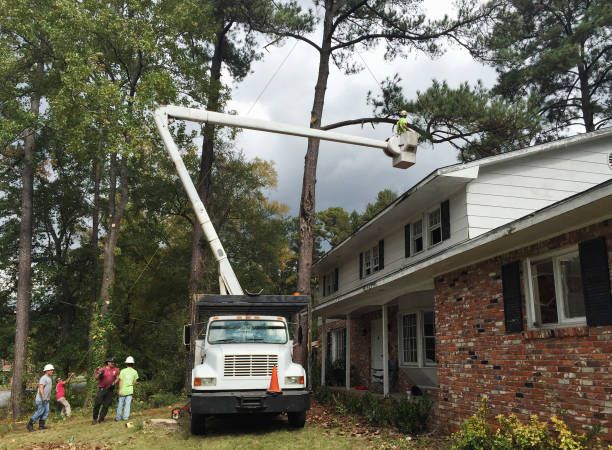 Landscape Design and Installation in Pinetops, NC