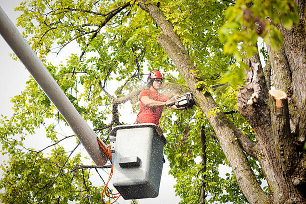 Professional Tree Services in Pinetops, NC