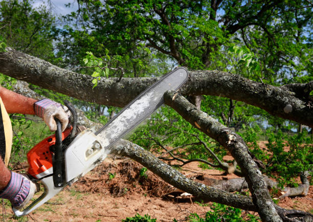 How Our Tree Care Process Works  in  Pinetops, NC